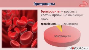 Анатомия и группы крови человека